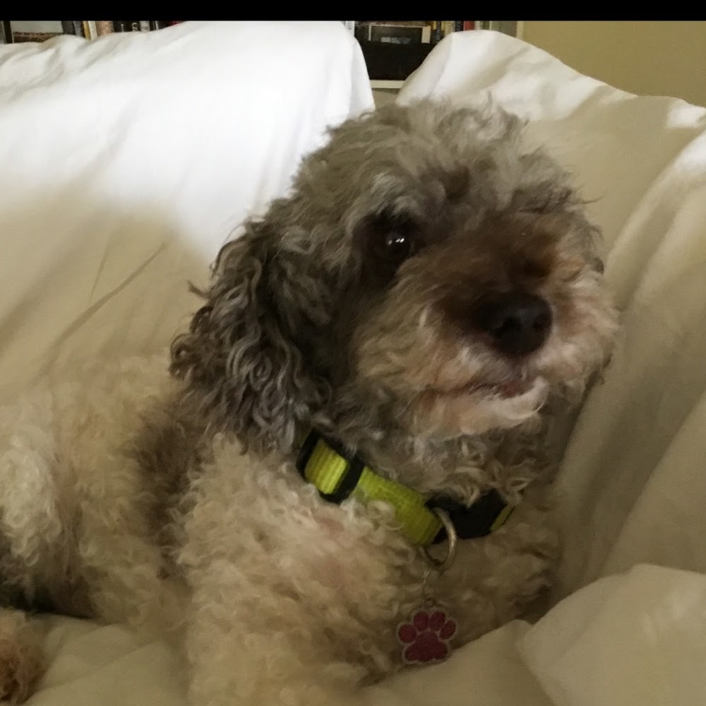 Meet your Posher, Rosemary